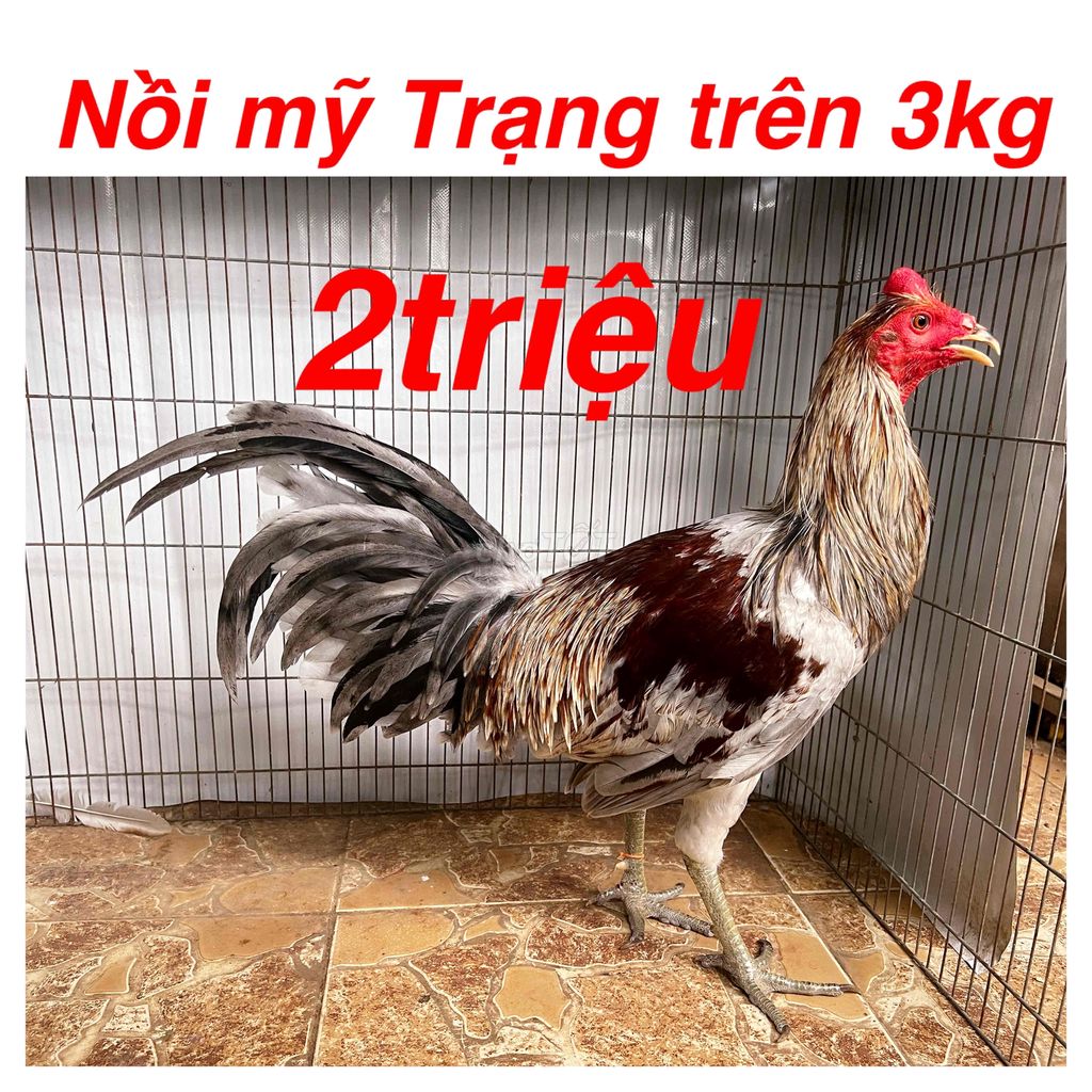 Gà Nồi -gà tre nhiều giống. Mua bán Gà tại Quận 4 Tp Hồ Chí Minh được đăng bởi Gà Tre Và Nồi Các Loại Giống Gà Nhập hình 3