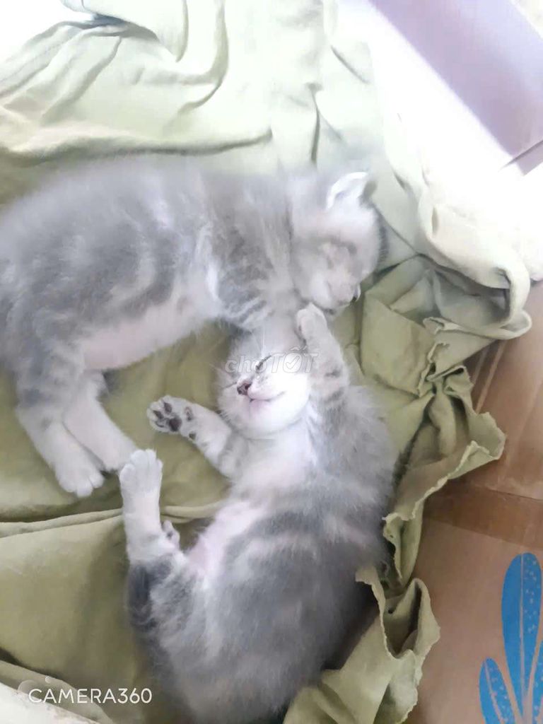 Mèo Anh lông ngắn Xám trắng. Mua bán Mèo tại Huyện Long Thành Đồng Nai được đăng bởi HuongNam hình 1