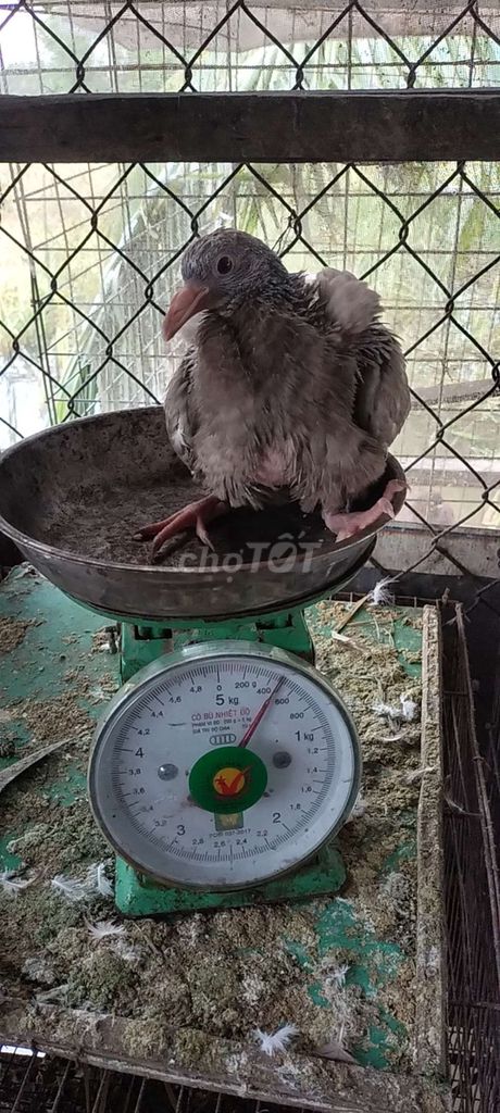 Chim bồ câu Pháp lai gà 1-2 tháng. Mua bán Chim tại Huyện Cần Giuộc Long An được đăng bởi Tuấn trần hình 1