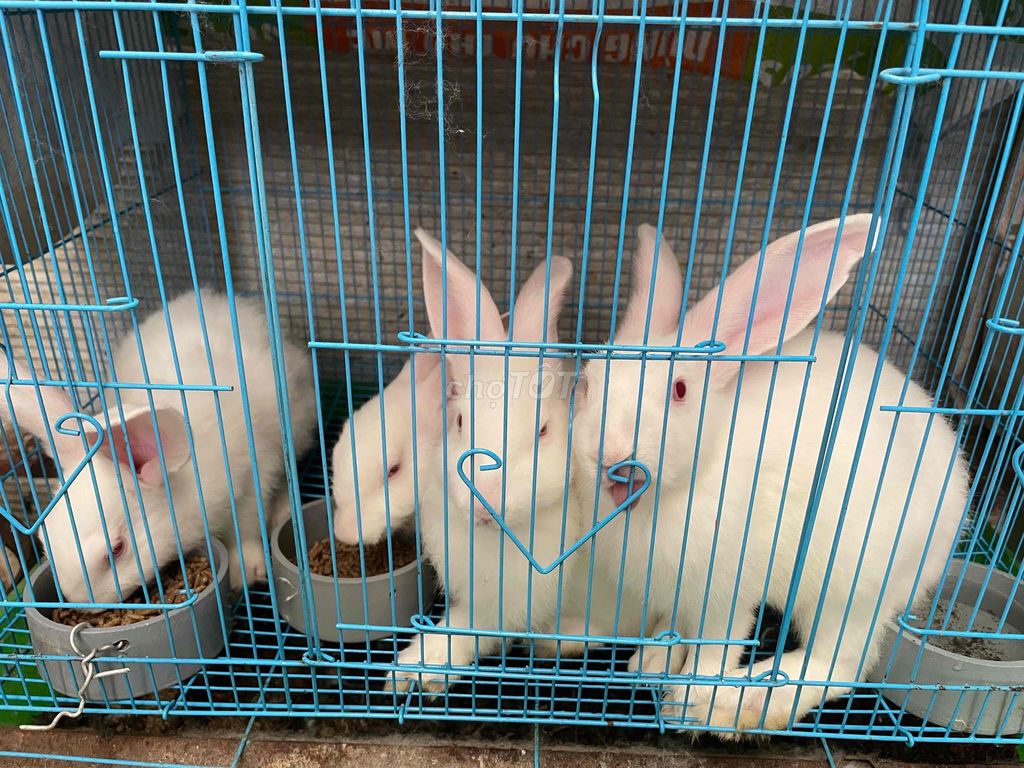 Thỏ Newzealand hậu bi sinh sản. Mua bán Thú cưng khác tại Quận Bình Tân Tp Hồ Chí Minh được đăng bởi Nông Trại Xanh Phương Nam hình 1