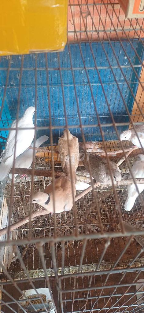 cu pháp. Mua bán Chim tại Huyện Nhà Bè Tp Hồ Chí Minh được đăng bởi tran anh hung hình 1
