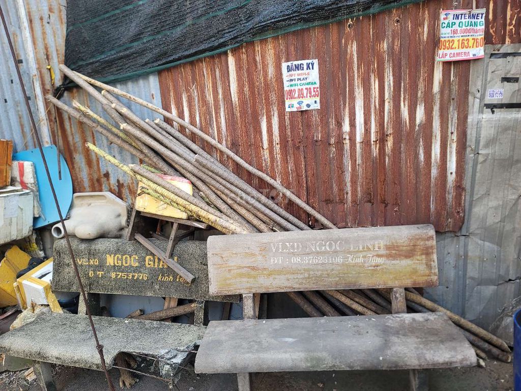 Thân cây Thiết mộc lan. Mua bán Cây cảnh, đồ trang trí tại Quận Bình Tân Tp Hồ Chí Minh được đăng bởi Phước hình 1