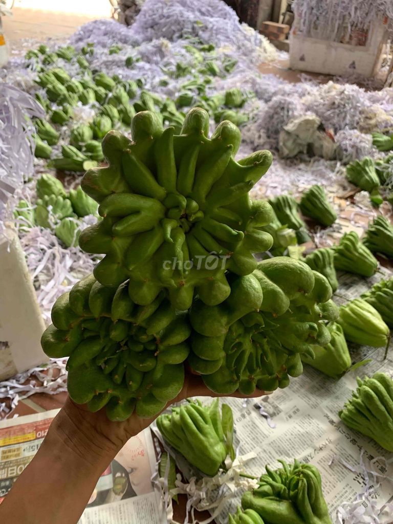 Phật thủ Xanh lá Vườn nhà. Mua bán Cây cảnh, đồ trang trí tại Huyện Đan Phượng Hà Nội được đăng bởi khôi khải mt hình 1