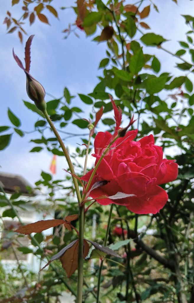Hoa hồng cổ Huế buội lớn màu đỏ. Mua bán Cây cảnh, đồ trang trí tại Thành phố Huế Thừa Thiên Huế được đăng bởi Ngọc Hải Lê hình 1
