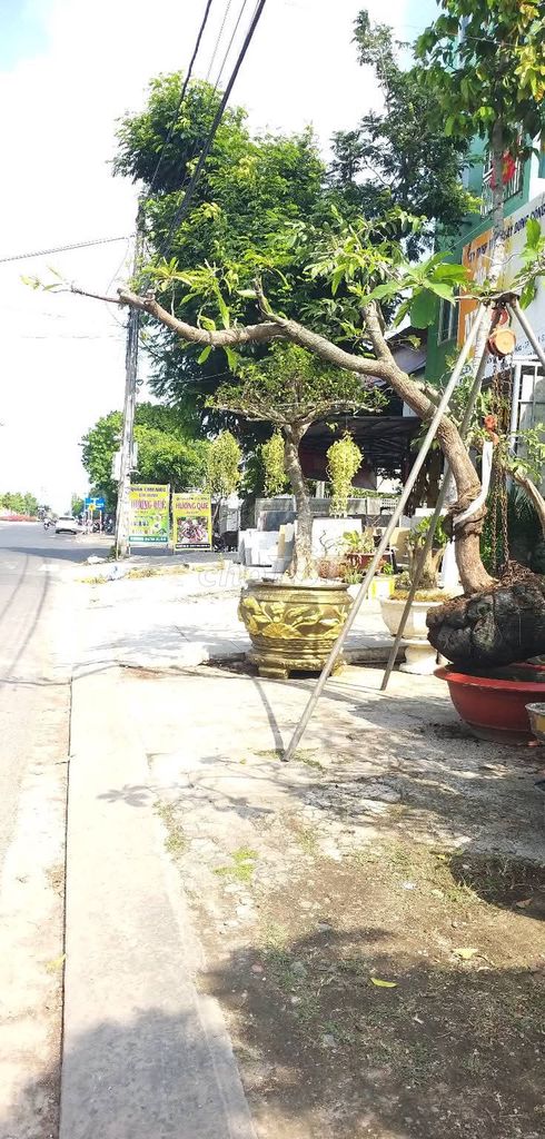 Lêkima trứng gà bàn trà,gác cổng 12trieu. Mua bán Cây cảnh, đồ trang trí tại Quận 1 Tp Hồ Chí Minh được đăng bởi vũ thiên hình 1