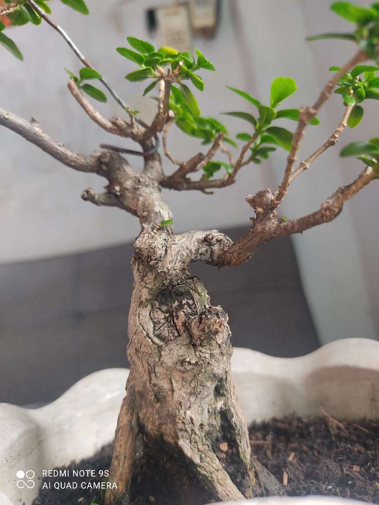 Cây cảnh bonsai Sam hương. Mua bán Cây cảnh, đồ trang trí tại Huyện Hòa Thành Tây Ninh được đăng bởi Hoàng Minh hình 1