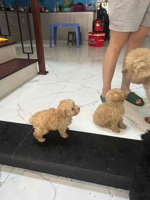 Chó Poodle vàng. Mua bán Chó tại Quận Cẩm Lệ Đà Nẵng được đăng bởi bảo minh