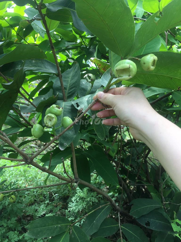 Mận đào đá ( quả roi ) cây choai đến cây lớn.