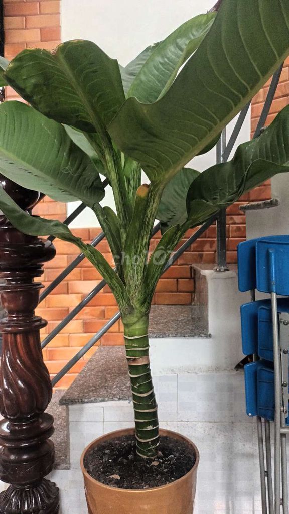 Cây cảnh Xanh lá Dễ trồng Tốt. Mua bán Cây cảnh, đồ trang trí tại Quận 8 Tp Hồ Chí Minh được đăng bởi Lôc hình 1