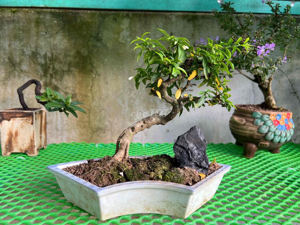 Mai chiếu thủy Mini Lá nhỏ Để bàn. Mua bán Cây cảnh, đồ trang trí tại Quận Cái Răng Cần Thơ được đăng bởi Cây Cảnh Giá Rẻ hình 1