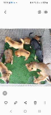 tìm chủ mới cho bầy cho lai