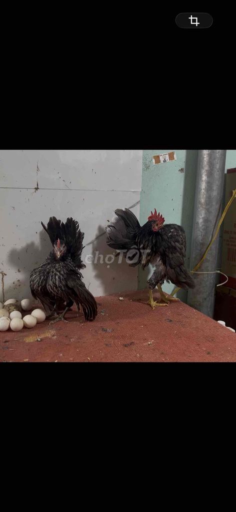 Gà Serama. Mua bán Gà tại Thành phố Biên Hòa Đồng Nai được đăng bởi Duy hình 1