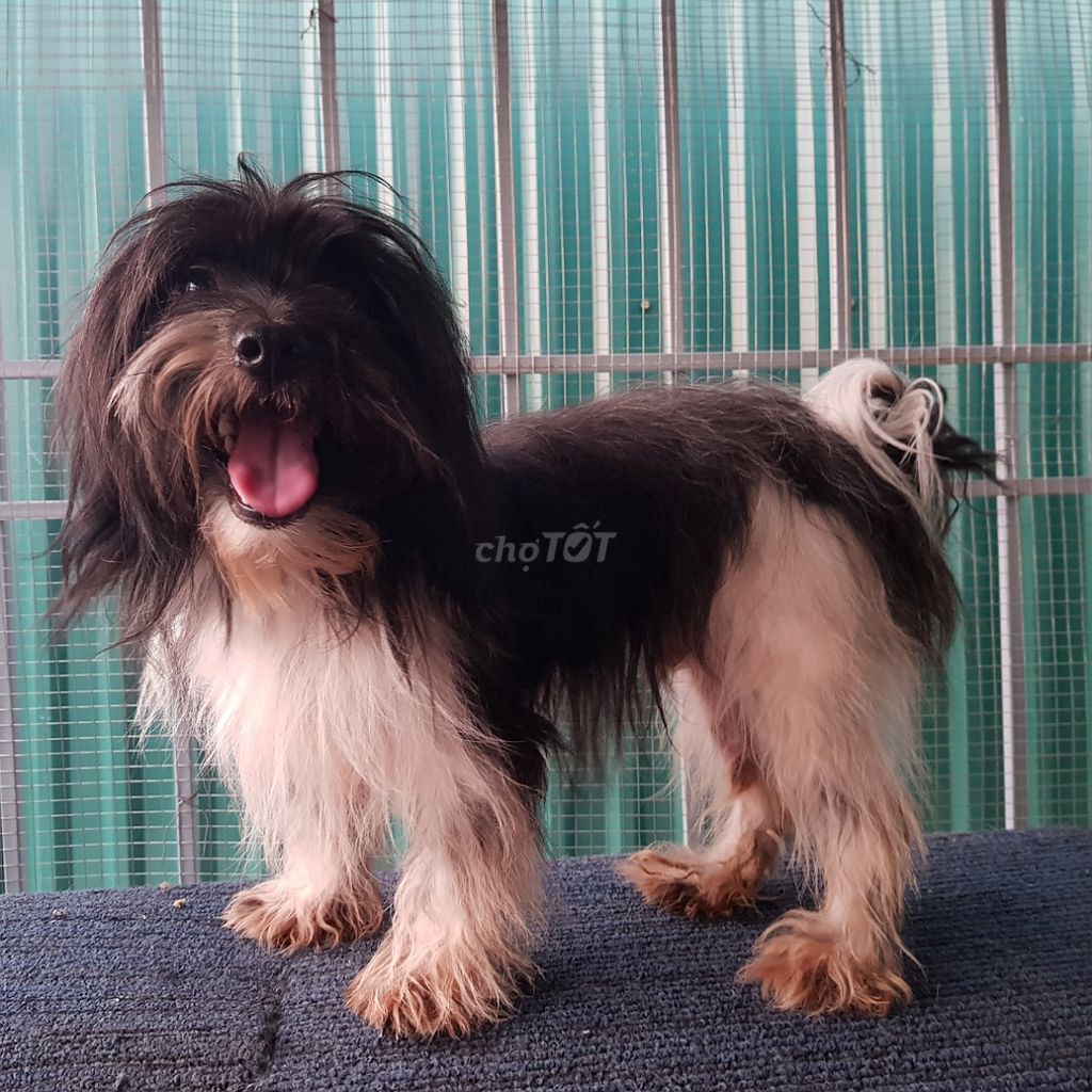 Chó poodle bò sữa đực