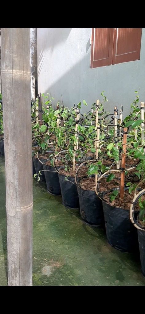 Cây cảnh giống sanh Nam Điền dáng long. Mua bán Cây cảnh, đồ trang trí tại Huyện Hải Hậu Nam Định được đăng bởi Khang Tan hình 1