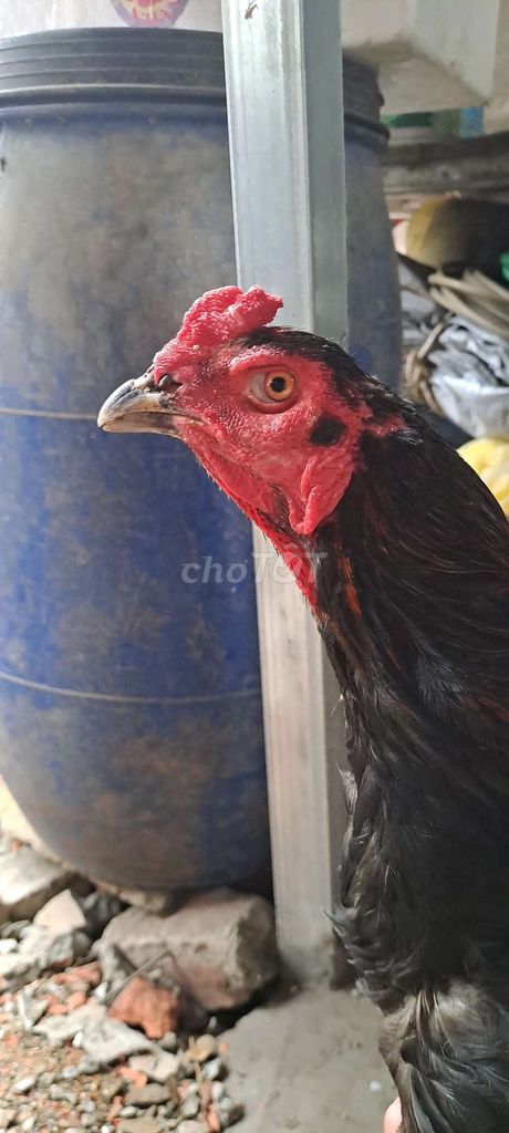 Gà chọi ô ướt đực 12 tháng. Mua bán Gà tại Huyện Phúc Thọ Hà Nội được đăng bởi Mit Tuấn hình 1