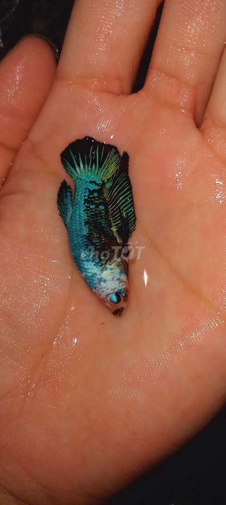 Betta xã kho giá rẻ. Mua bán Thú cưng khác tại Huyện Lấp Vò Đồng Tháp được đăng bởi Đăng Khoa hình 4