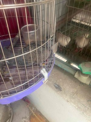 Chim cu gáy trống tơ màu xám