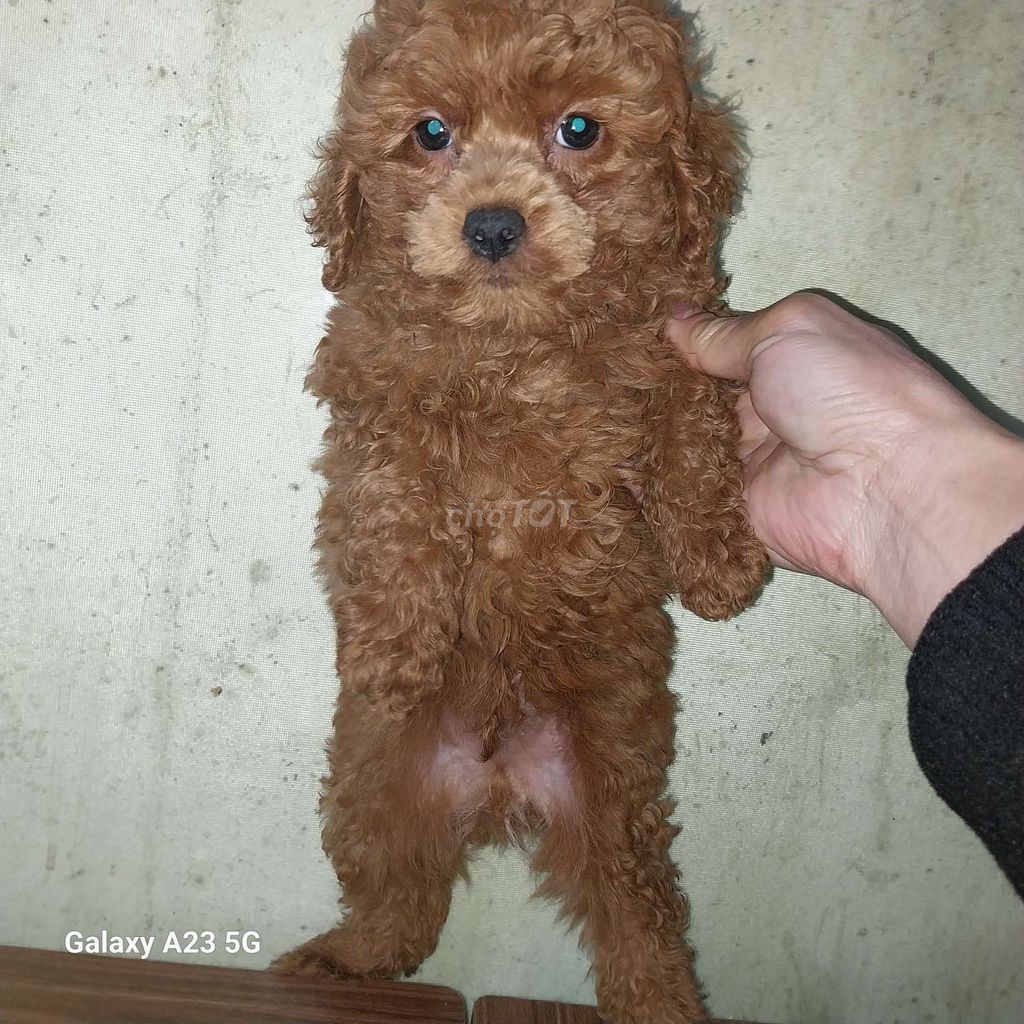 Nhà mình cún đẻ, còn 1 bé poodle nâu đỏ