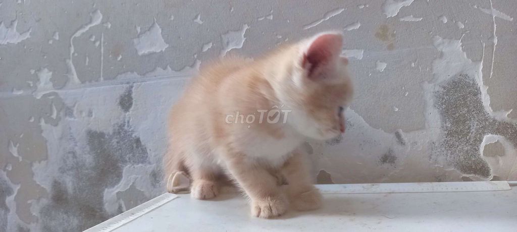 Bé đực aln