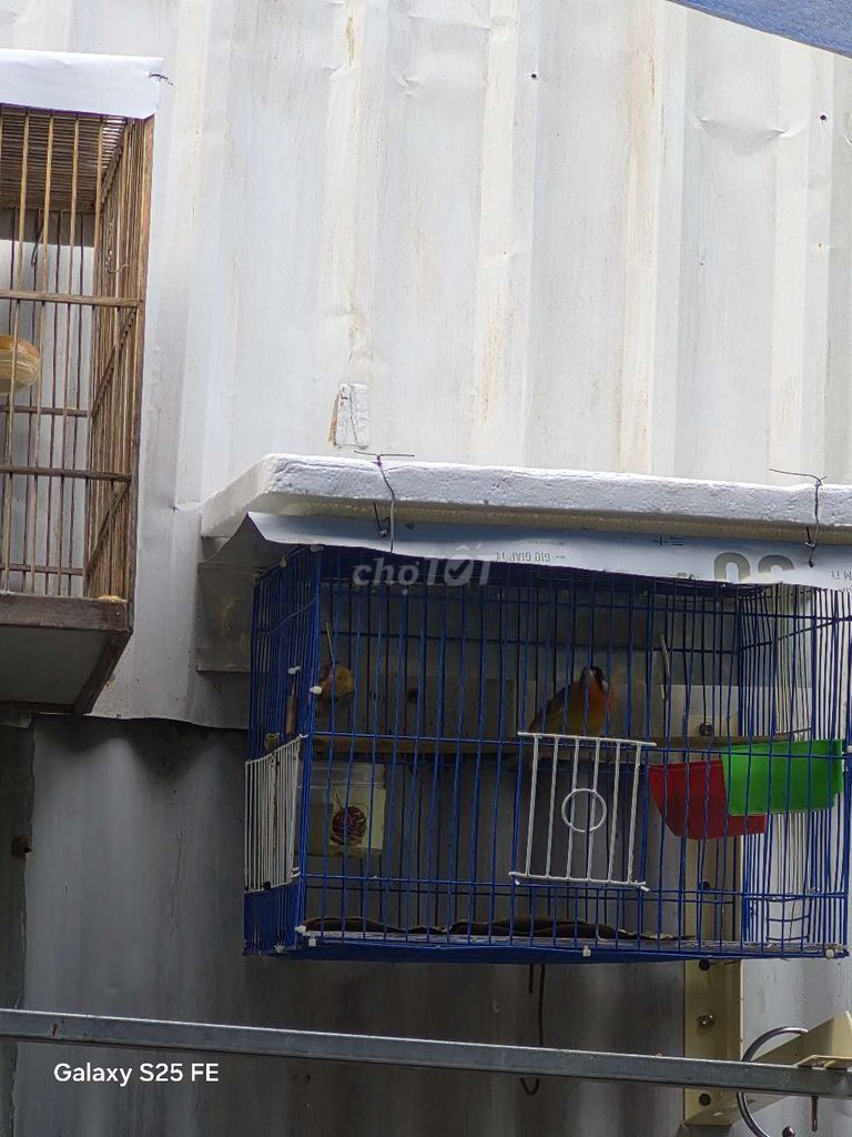 Chim cảnh Nhiều màu Khỏe mạnh. Mua bán Chim tại Quận 12 Tp Hồ Chí Minh được đăng bởi Vũ Đặng hình 1