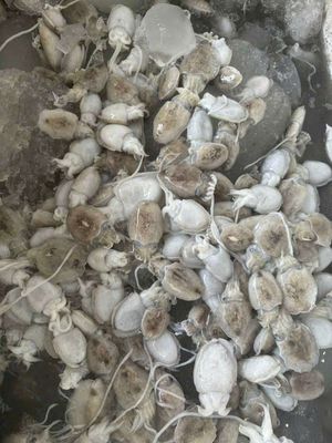 Mực nút 120k.   2 kí com bo 2kg 120k. Mua bán Đồ ăn, thực phẩm và các loại khác tại Huyện Củ Chi Tp Hồ Chí Minh được đăng bởi Lâm Đình Nghi