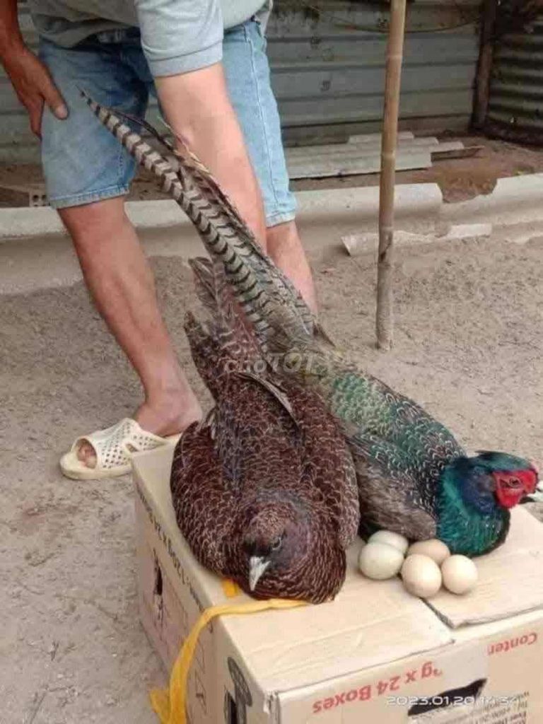 Chim trĩ Xanh Đỏ Sắp đẻ. Mua bán Chim tại Quận Long Biên Hà Nội được đăng bởi tổng kho sỉ hình 1
