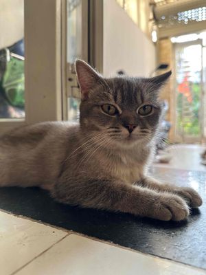 Bé Mèo Anh Lông Ngắn Xám