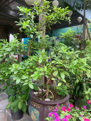 BÁN HOA DẺ VÀNG SIÊU HOA. Mua bán Cây cảnh, đồ trang trí tại Huyện Nghi Lộc Nghệ An được đăng bởi doãn hữu tình