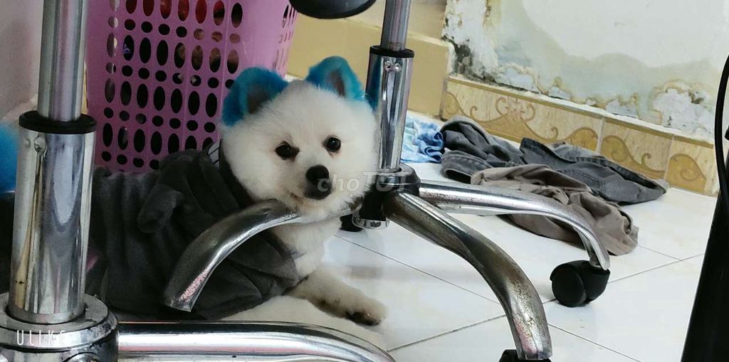 tìm chủ mới. Mua bán Chó tại Quận 1 Tp Hồ Chí Minh được đăng bởi Bé  hình 3