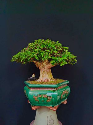 Cây Mai Chiếu Thủy bonsai Vip cao 40cm. Mua bán Cây cảnh, đồ trang trí tại Huyện Hóc Môn Tp Hồ Chí Minh được đăng bởi Xuân Quang 55