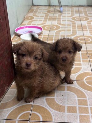 Chó Poodle lai nâu