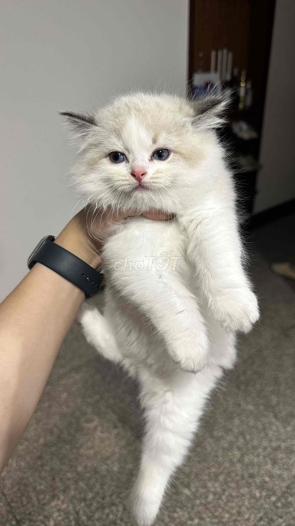 Mèo ragdoll đực 2 tháng