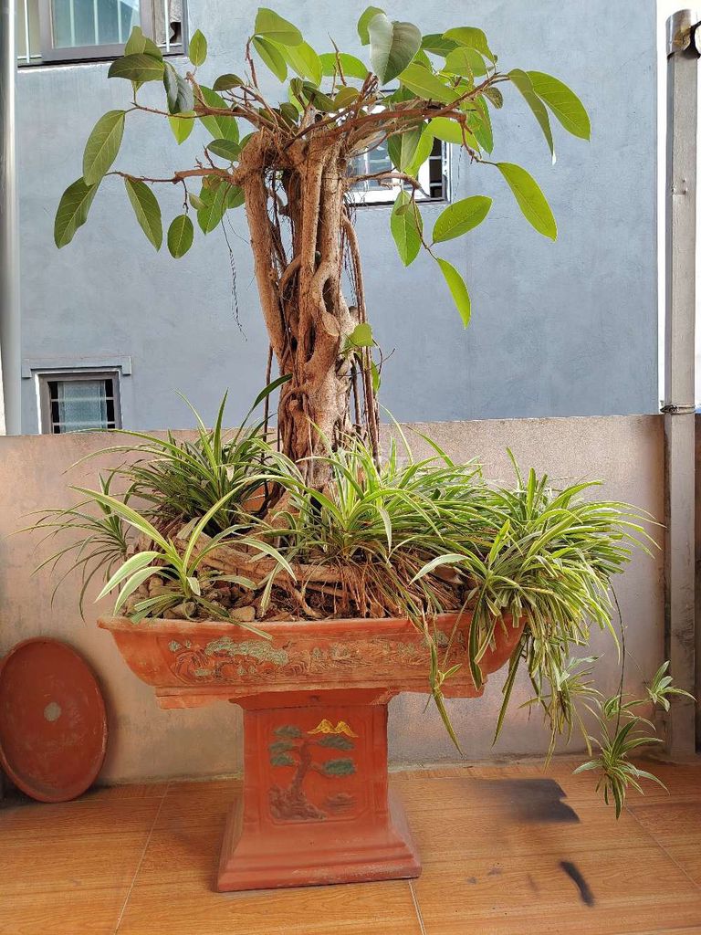 Cây đa bonsai dáng đẹp. Mua bán Cây cảnh, đồ trang trí tại Huyện Hoài Đức Hà Nội được đăng bởi anhuy hình 1