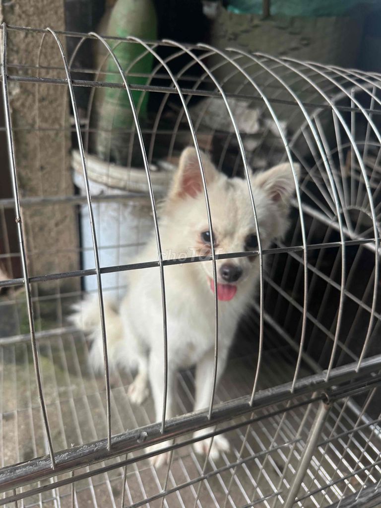 Chó Pooc sóc Trắng. Mua bán Chó tại Huyện Hoài Đức Hà Nội được đăng bởi Smail hình 1