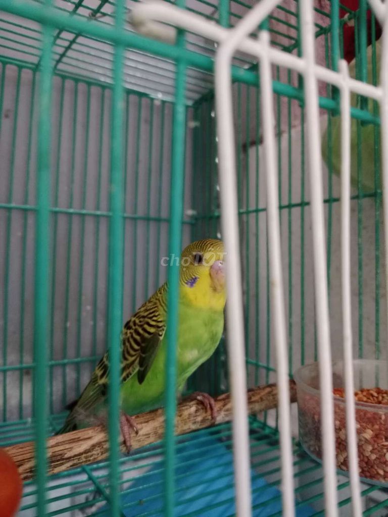 Chim yến phụng cần bán chim dang không cắn