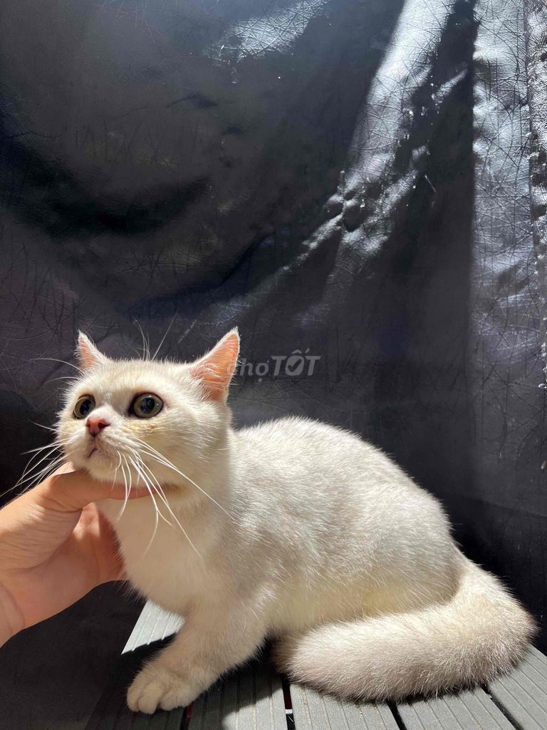 Silver LÙN. Mua bán Mèo tại Quận Bình Tân Tp Hồ Chí Minh được đăng bởi Nguyễn Trung Đạt hình 3