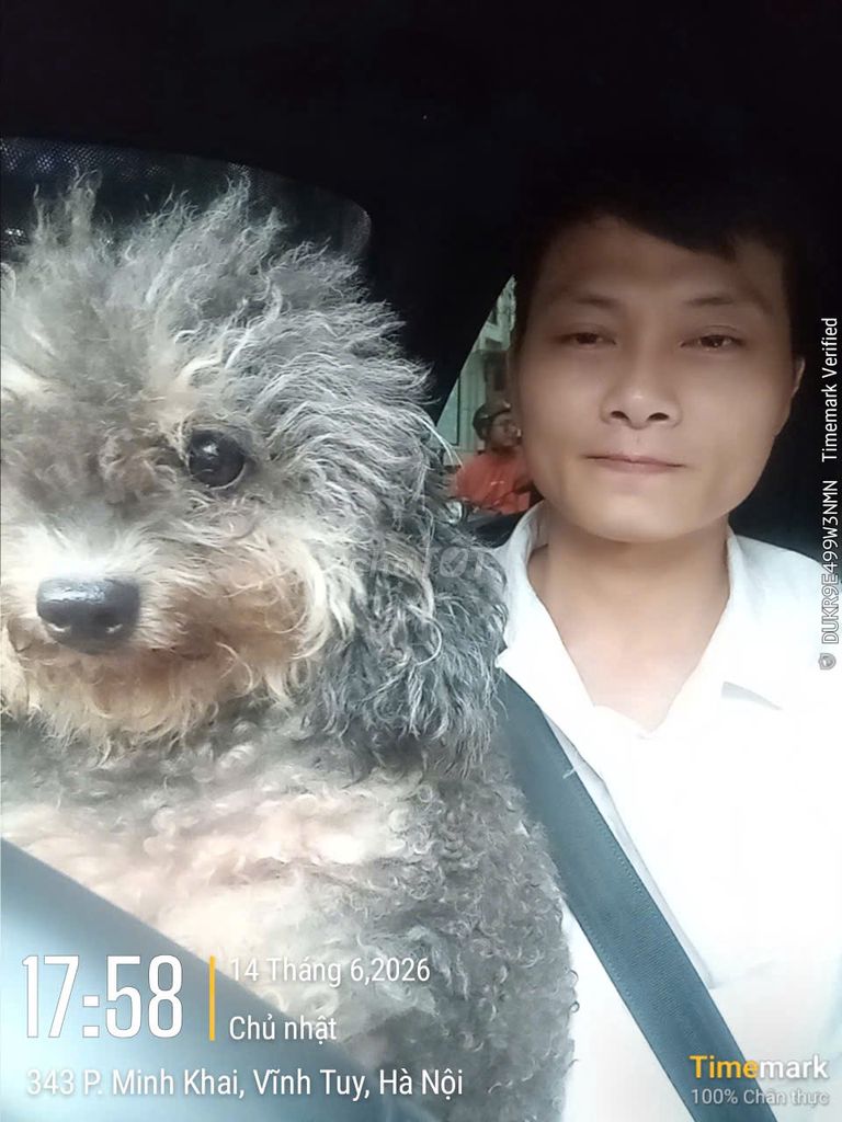 Chó Poodle Xám đen thân thiện thông minh. Mua bán Chó tại Quận Hai Bà Trưng Hà Nội được đăng bởi nguyen van viet hình 1