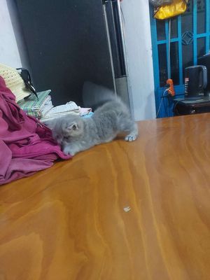 Mèo Anh lông ngắn Xám