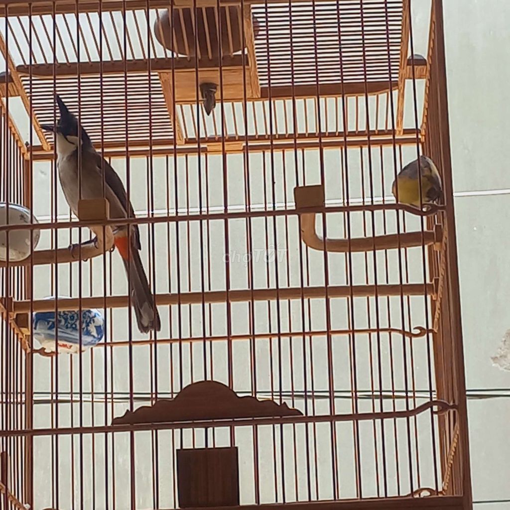mới bẩy được. Mua bán Chim tại Huyện Hóc Môn Tp Hồ Chí Minh được đăng bởi Thái Sơn hình 1