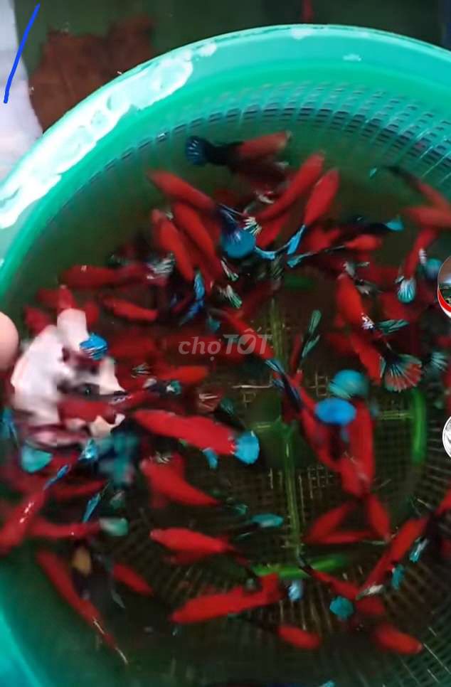 10k 1 con. Mua bán Thú cưng khác tại Huyện Lấp Vò Đồng Tháp được đăng bởi Đăng Khoa hình 2