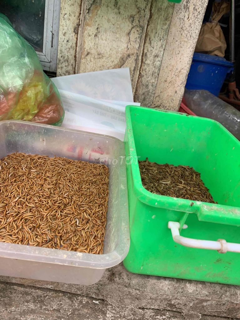 Sâu, dế tươi sống. Mua bán Phụ kiện, Thức ăn, Dịch vụ tại Quận Hai Bà Trưng Hà Nội được đăng bởi Đỗ Thị Hạ hình 1