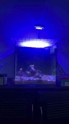 pass hồ cá biển cubic 30 full. Mua bán Thú cưng khác tại Quận Thanh Khê Đà Nẵng được đăng bởi Nguyễn Văn Thành