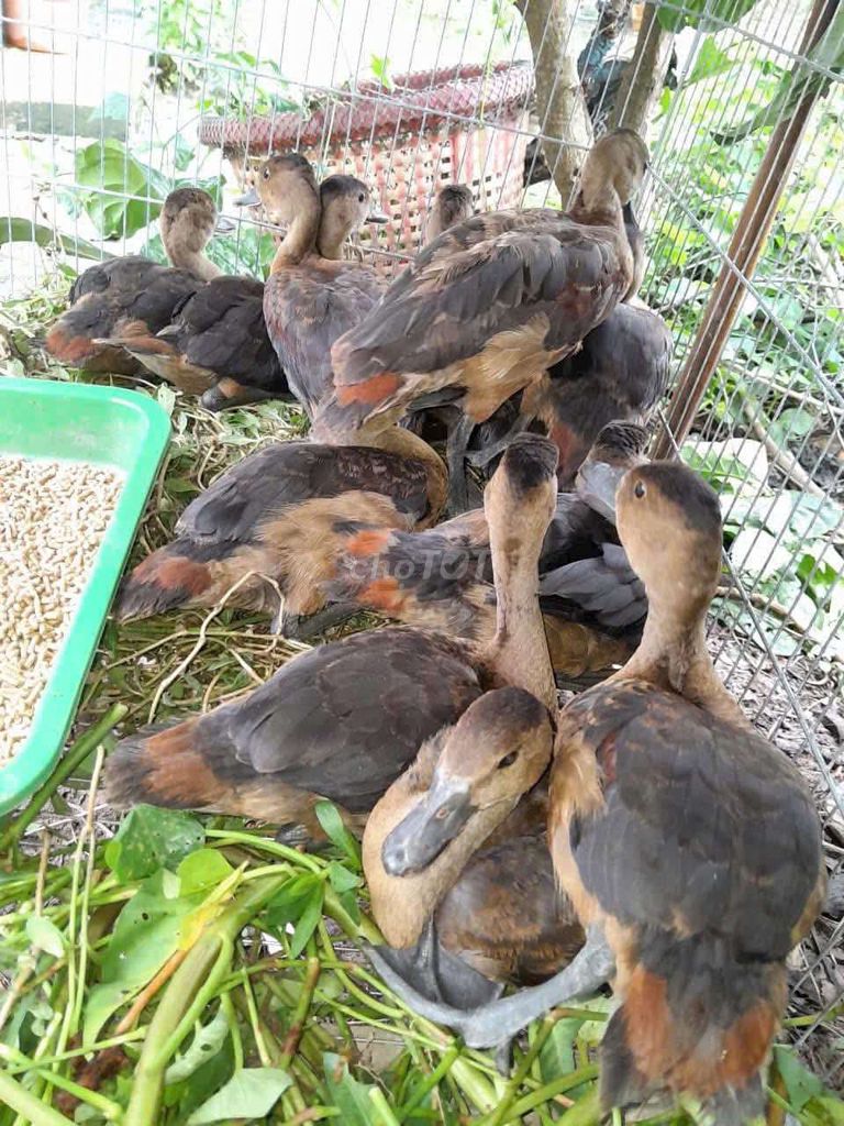 Chim Lệ lệ Nâu. Mua bán Chim tại Quận Long Biên Hà Nội được đăng bởi tổng kho gia dụng  hình 1