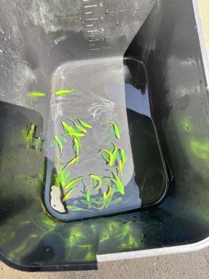 Combo 20 con cá sọc ngựa cánh tiên. Mua bán Thú cưng khác tại Quận Liên Chiểu Đà Nẵng được đăng bởi Trần Trọng Hoàng