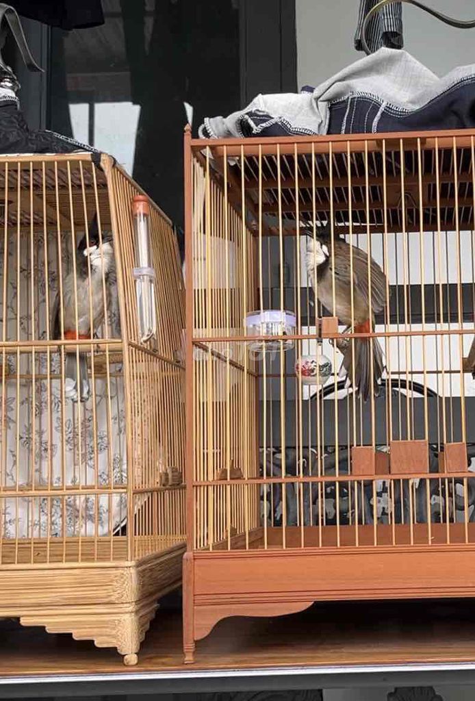 Chim bổi Lồng chim, Áo lồng. Mua bán Chim tại Quận 12 Tp Hồ Chí Minh được đăng bởi Mr Duong hình 1