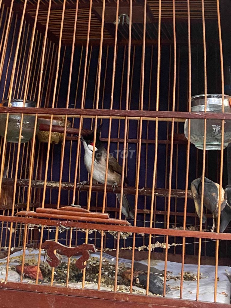 Chim chào mào không xác định. Mua bán Chim tại Thị xã Tân Uyên Bình Dương được đăng bởi A Vân hình 1