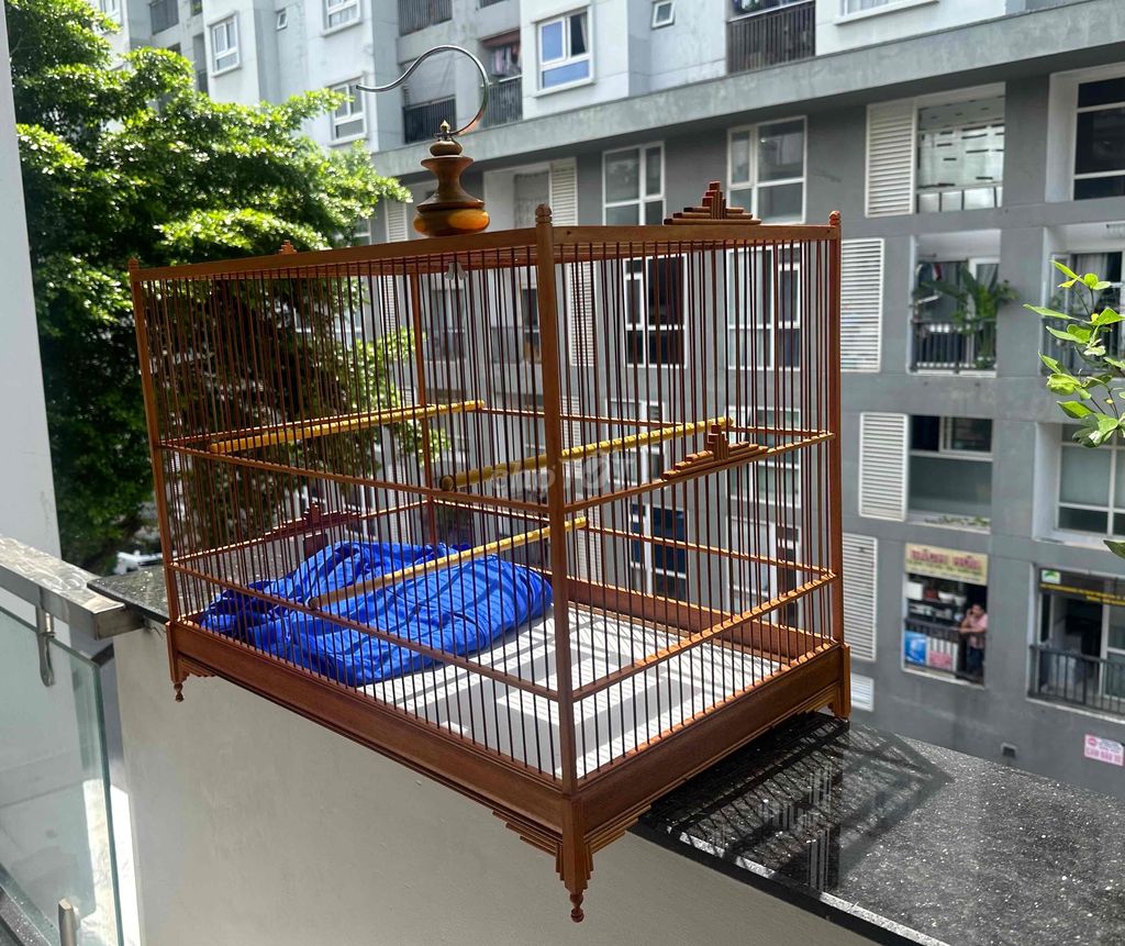 lực 60 cho chào mào