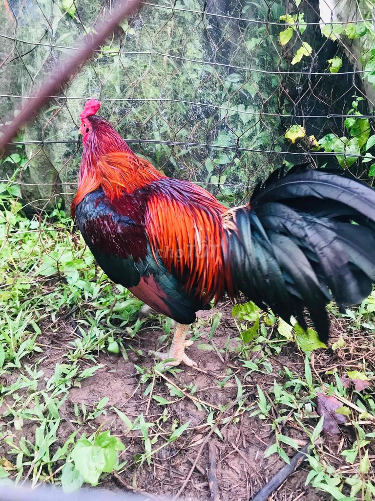 trông asilmi noi 2.7kg. Mua bán Gà tại Huyện Mang Thít Vĩnh Long được đăng bởi Hưng Quoc hình 4