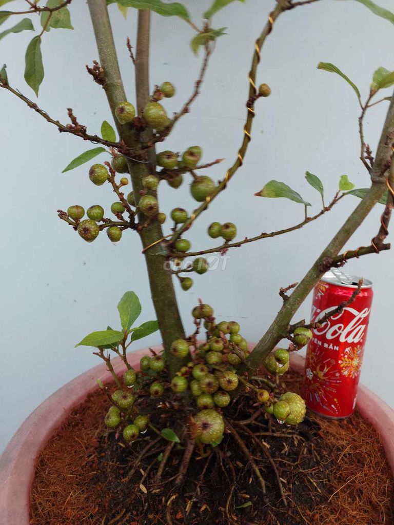 Sung bonsai trái từ gốc tới ngọn sung túc cả năm