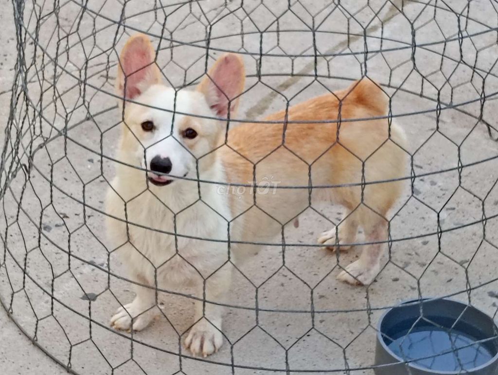 Chó Corgi Cái Trắng cam Thuần chủng. Mua bán Chó tại Thành phố Tân An Long An được đăng bởi Nhân Rottweiler  hình 1